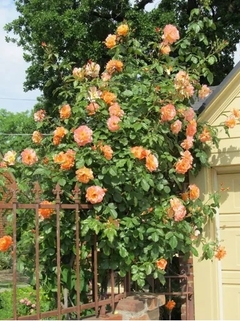Rosal Trepador Westerland, Muy Perfumado - comprar online