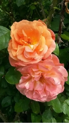Rosal Trepador Westerland, Muy Perfumado