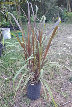 Caña de azucar morada (Saccharum rubrum) - comprar online