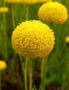 Santolina, Planta Ornamental Y Medicinal