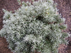 Santolina, Planta Ornamental Y Medicinal en internet