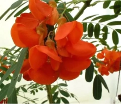 Acacia Roja / Acacia Mansa (Sesbania Punicea) - comprar online