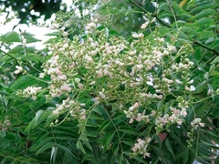 Sophora Japónica - Rápido Crecimiento - Ideal Sombra - Más de 2 m - comprar online