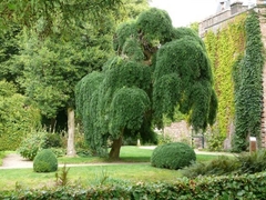 Sophora japónica péndula