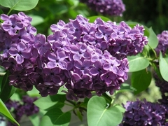 Lilo / Lila - Syringa vulgaris - comprar online