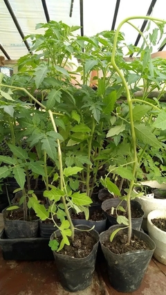 Plantines orgánicos de tomate cherry - 2 x 250