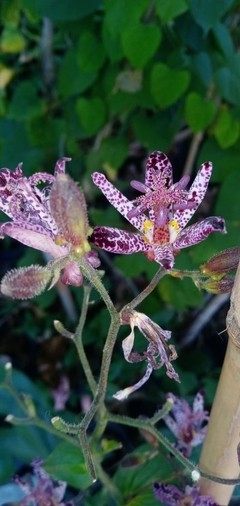 Tricyrtys Formosana - Ideal Para Jardines Sombríos - comprar online
