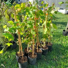 Parra De Uva Moscatel Rosada - Para Mesa O Para Vinificar - comprar online