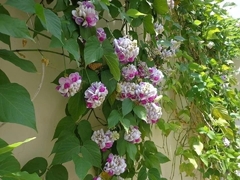 Vigna Caracalla - Enredadera Caracol O Flor De Caracol