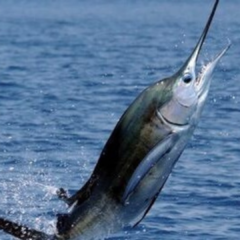 Pesca Internacional