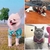 Camisa havaiana para cães (pequeno e médio porte) e gatos - PET SHOP FAÍSCA & FUMAÇA