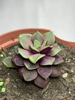 Anacampseros Rufescens na internet