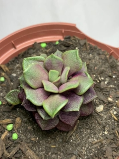 Anacampseros Rufescens - comprar online