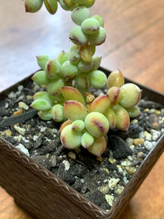 Cotyledon Pendens - comprar online