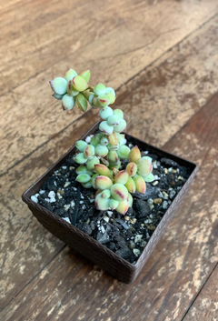 Cotyledon Pendens