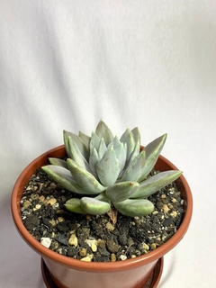 Echeveria Snow Queen na internet