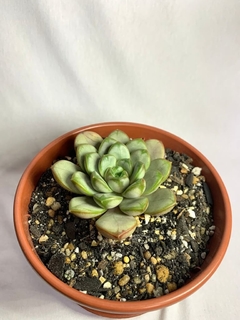 Graptoveria Amethorum na internet
