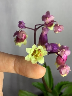 Kalanchoe Wendy Flor Dobrada