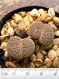 lithops adulto com 2 cabecas suculentas raras comprar