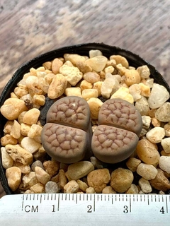 lithops adulto com 2 cabecas suculentas raras comprar
