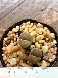 Lithops 59