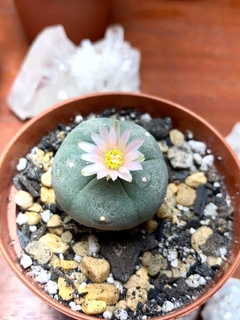 Lophophora williamsii Peyote