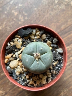 Lophophora williamsii Peyote - comprar online