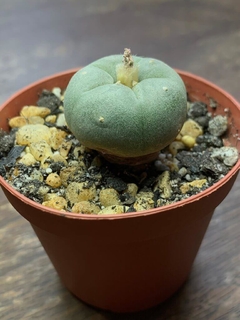 Lophophora williamsii Peyote na internet
