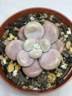 Graptopetalum Amethystinum na internet