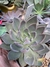 Echeveria Paniculata - Vaso 12 na internet