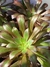 Aeonium Arboreum Atropurpureum - Vaso 11 - comprar online