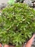 Aeonium Sedifolium - Vaso 11 na internet