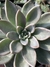 Echeveria Paniculata - Vaso 12 - comprar online