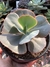 Echeveria Gibbiflora Gila - Vaso 15 na internet