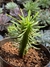 Euphorbia - Vaso 11 na internet