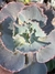 Echeveria Gibbiflora Gigantea - Pote 15 na internet