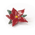 Flor Estrella Federal Tucuman