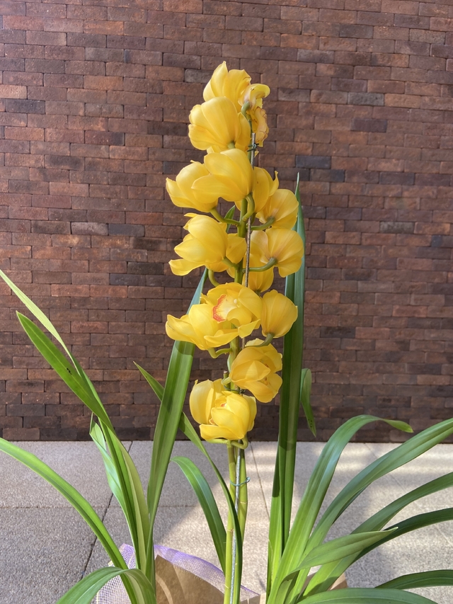 Orquídea Cymbidium - Amarela ou rosa