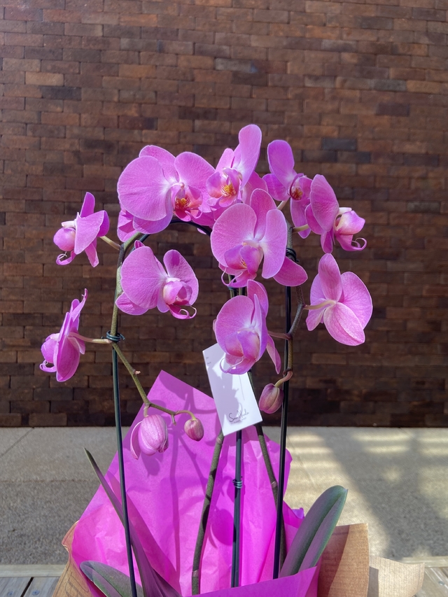 Orquídea Phalaenopsis - 2 hastes cascata