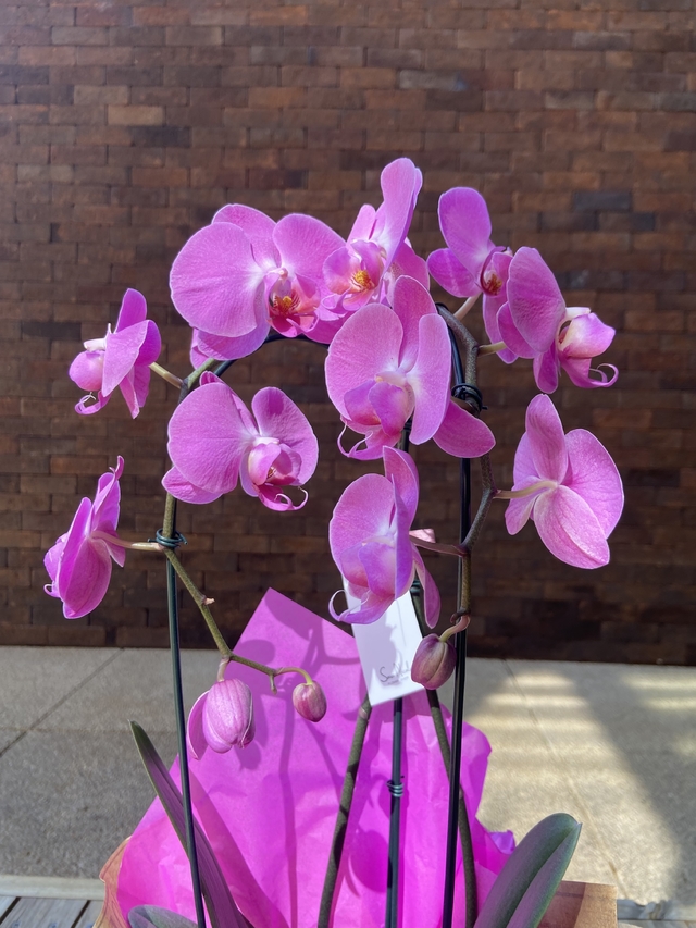 Orquídea Phalaenopsis - 2 hastes cascata