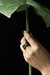 Anillo Flor Acacia en internet