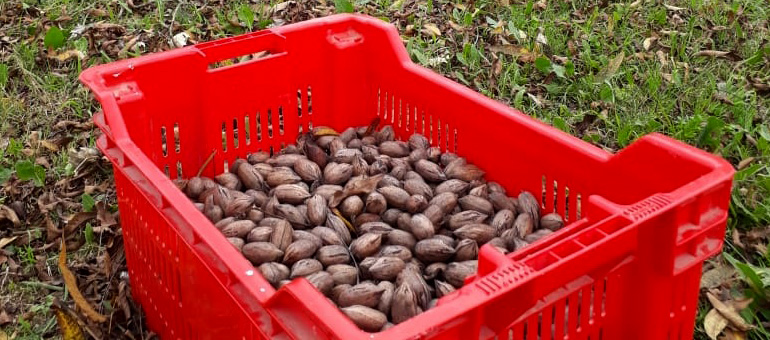 La Finca, cosecha comunitaria