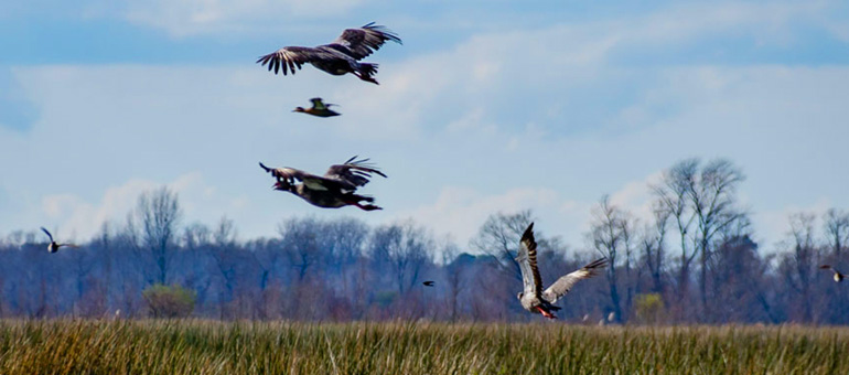 La Reserva, aves