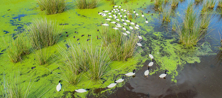 La Reserva, patos