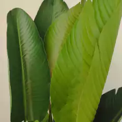 PLANTA ARTIFICIAL N1 - comprar online