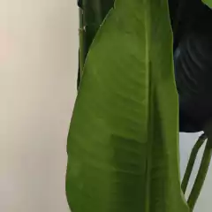 PLANTA ARTIFICIAL N1 en internet