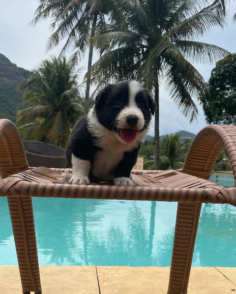 Linda ninhada de Border Collie Blue Merle tricolor