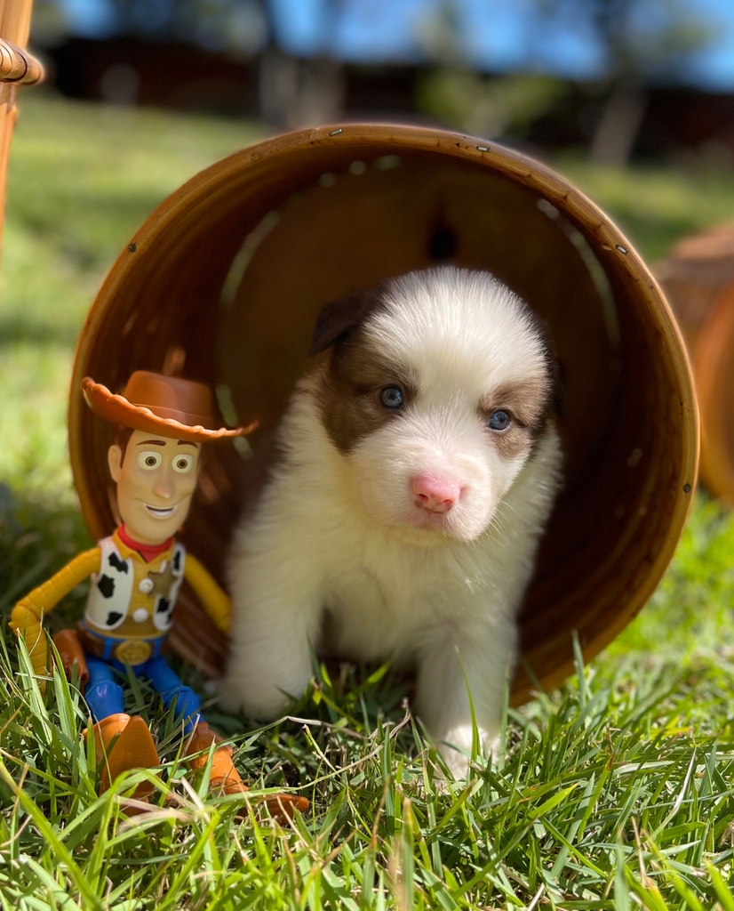 Filhotes na Cor Marrom da Raça Border Collie