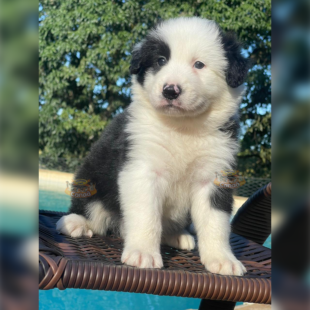 Linda ninhada de Border Collie Blue Merle tricolor