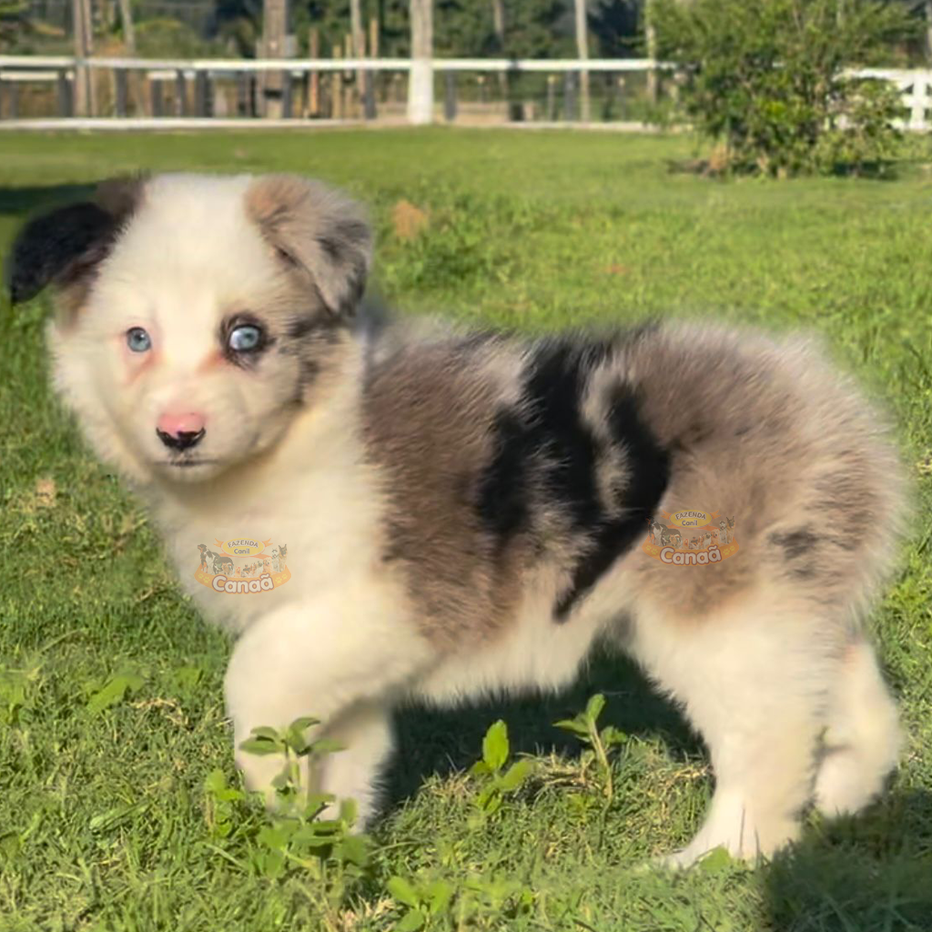 Border Amigo: Border Collie, mais que uma raça uma paixão!!!